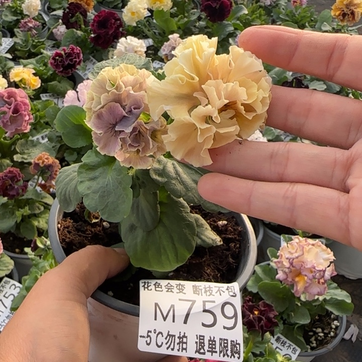 无花朵M759小苗默认苗晃零下5勿拍