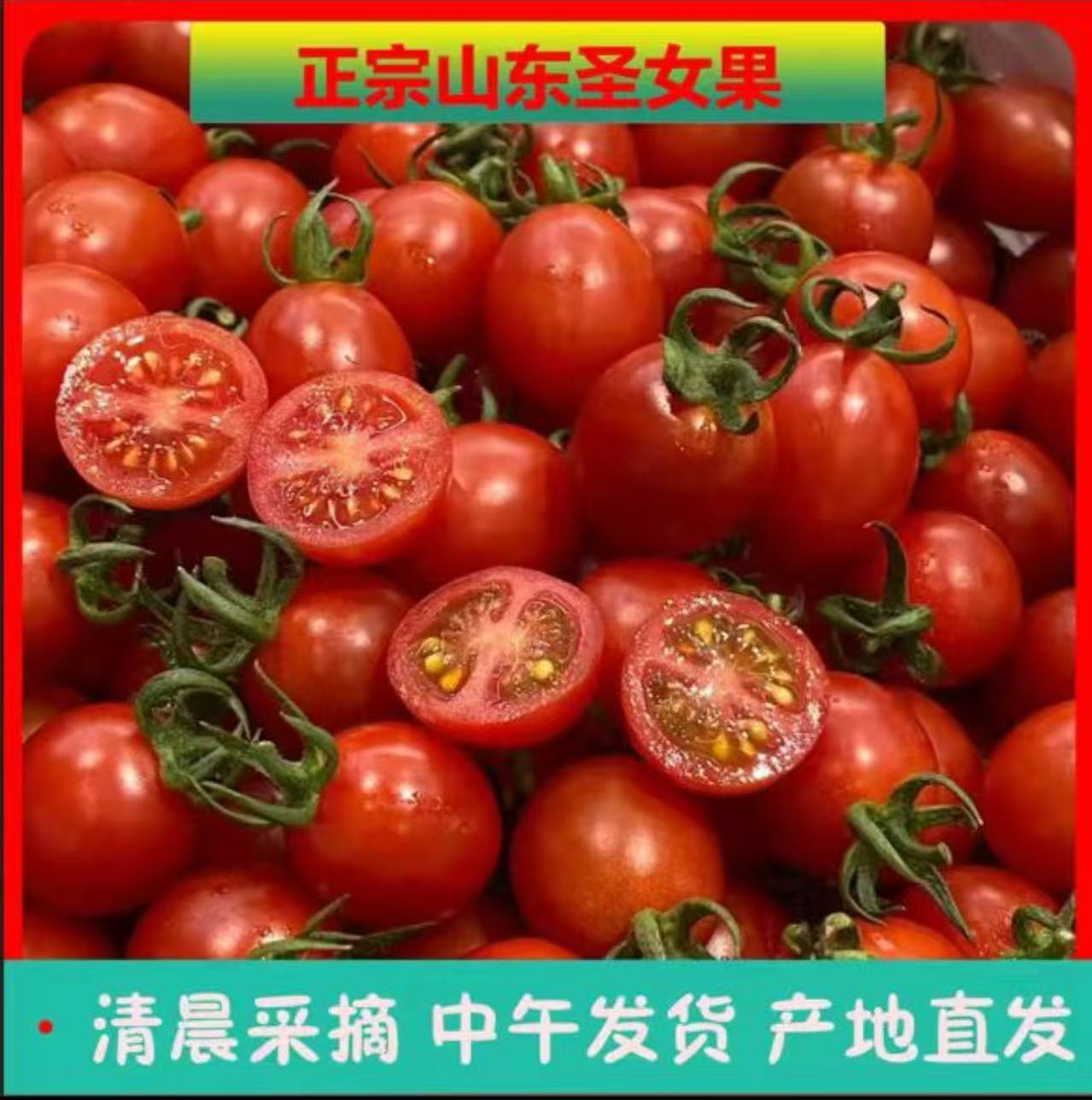 山东精选现摘圣女果小西红柿圆形小番茄新鲜酸甜可口应季水果