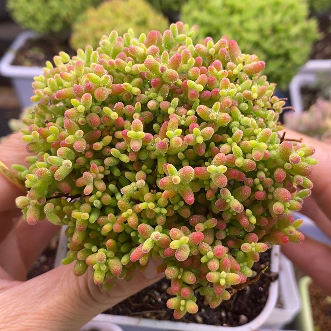 183蜜橘糖球。    