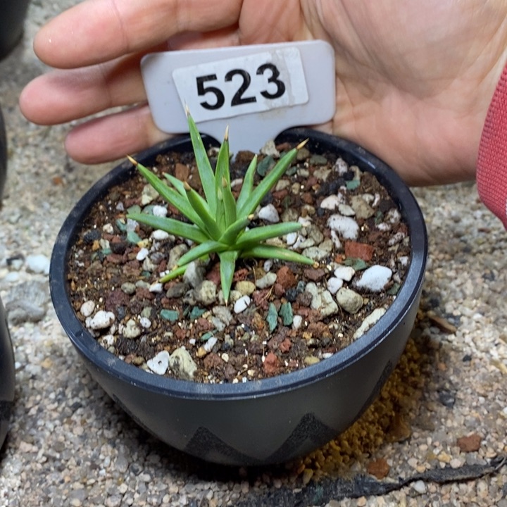 潜**渊福利棉花龙！！！！