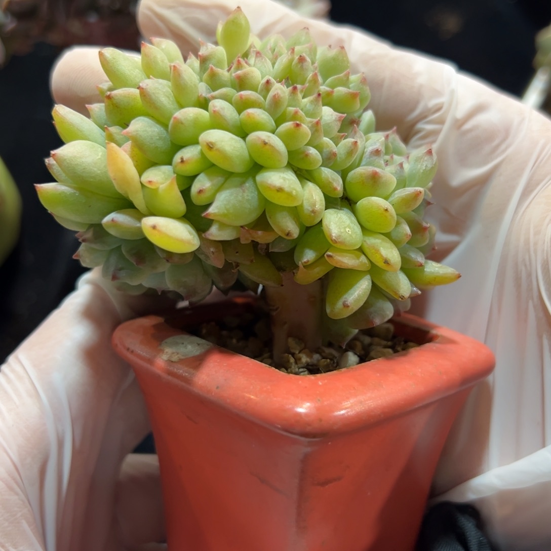 新年快乐 新年快乐 新年快乐