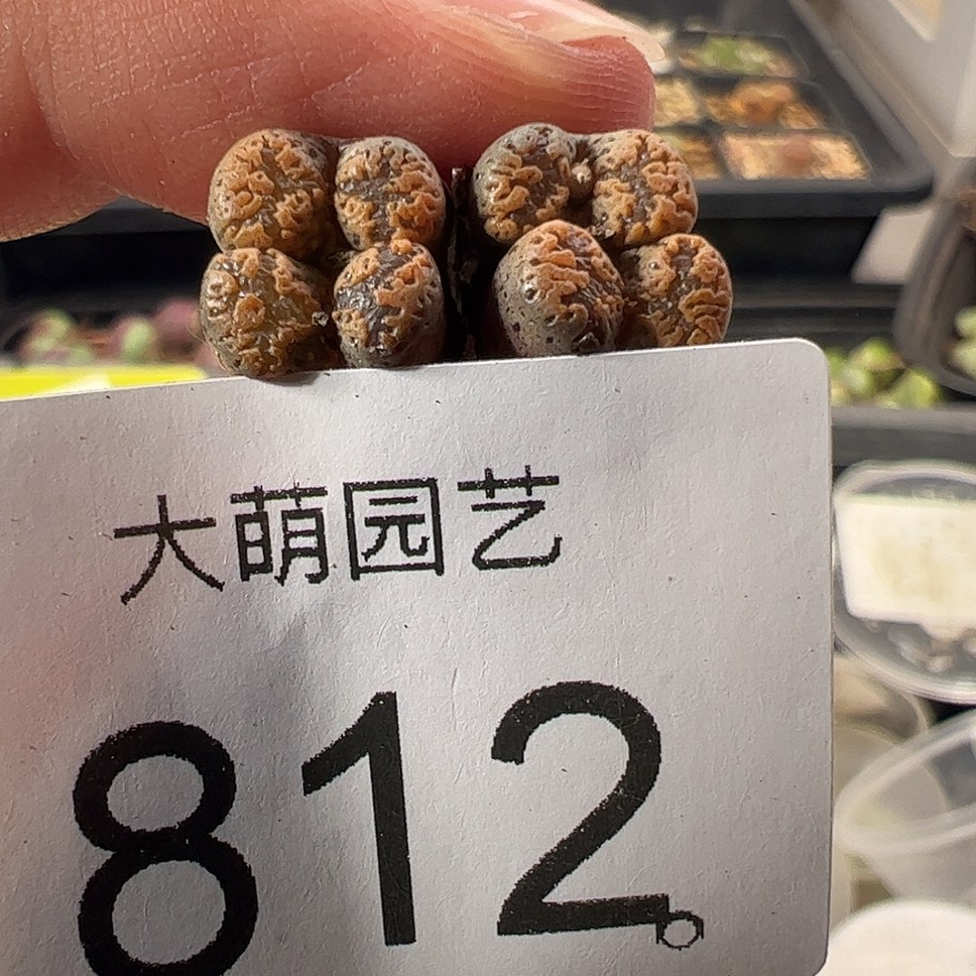 一物一拍。       812