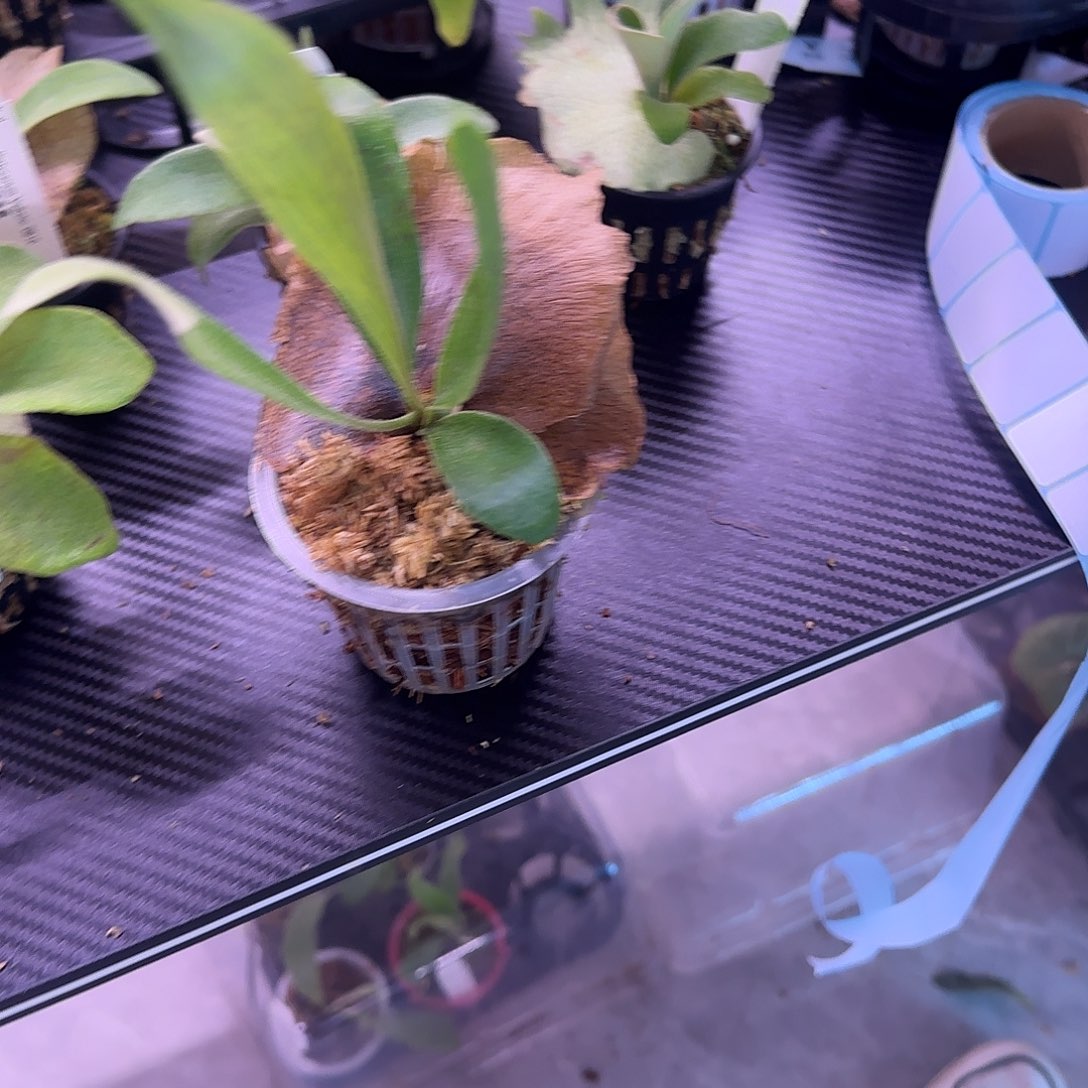 超大颗雷电鹿角蕨