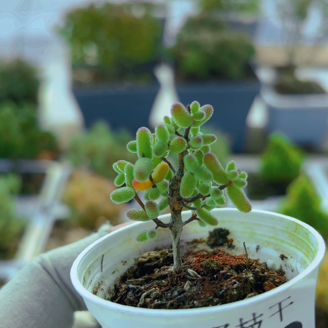 实生蜜叶糖球382。