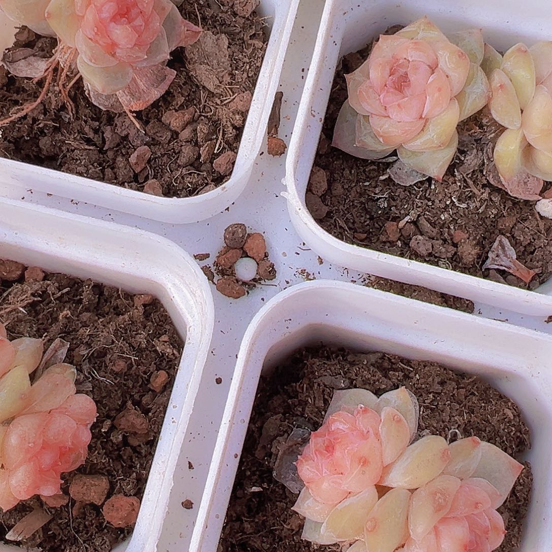 双头精品老桩2颗多肉