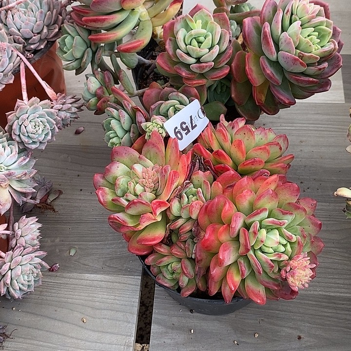 是***呀759拉萨多肉植物多肉2颗