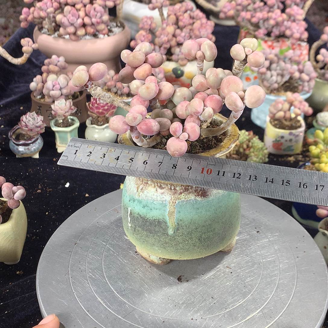 48号带盆偏远地区不包邮的