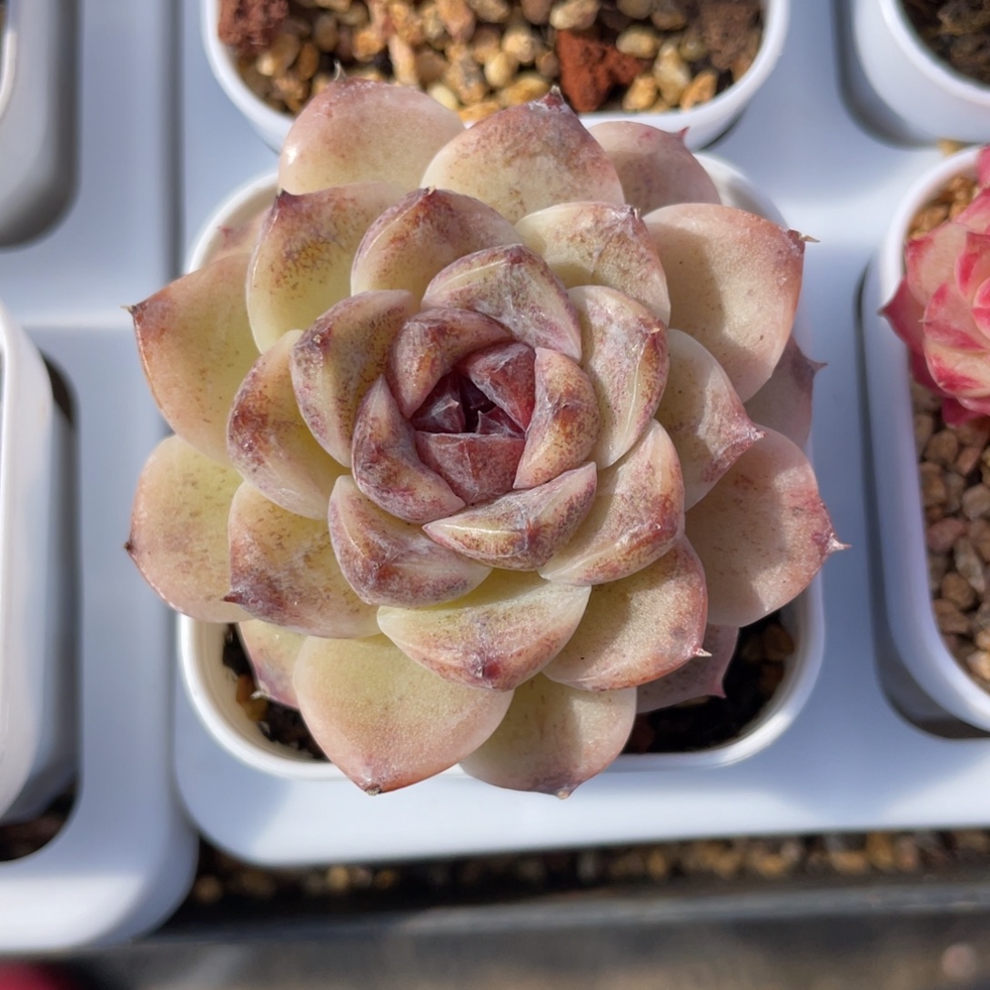 优选水晶杂多肉福利1388