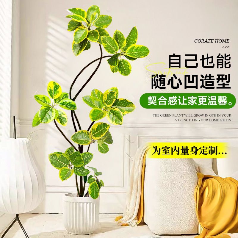 梦淵造型黄金榕室内植物富贵榕简单养护阳台办公室净化空气发财树
