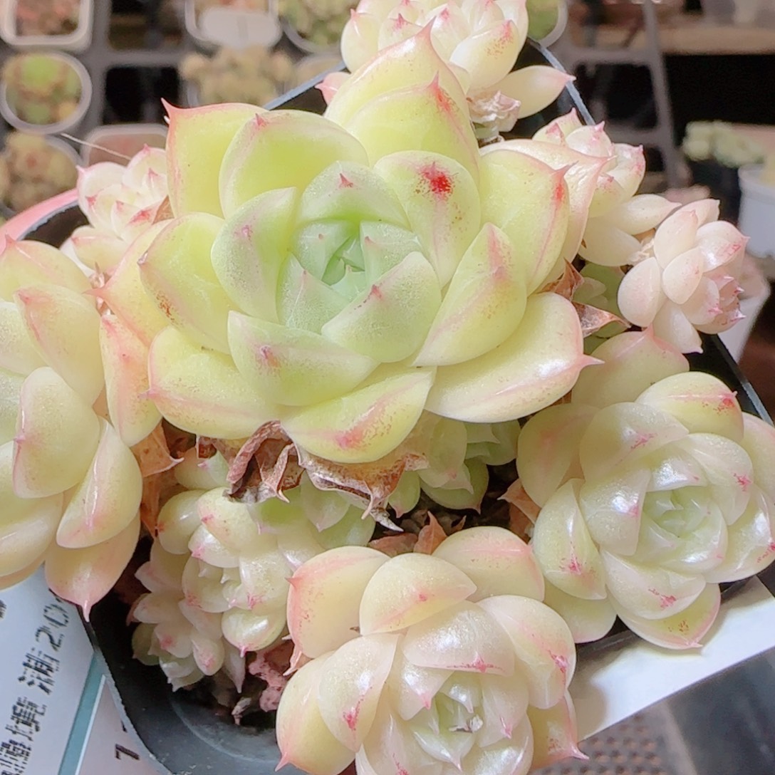 花语逸镜1115-277散