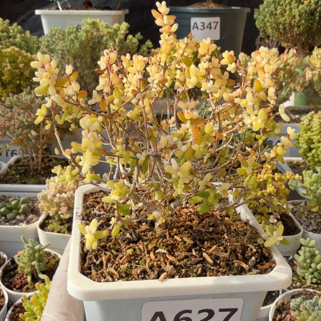 A627糖球3号锦偏白体