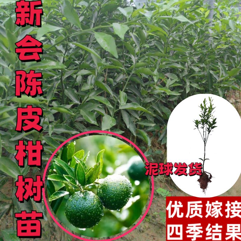 时时高新会陈皮柑果树嫁接苗茶枝柑小青柑可盆栽地栽南方种植晒皮
