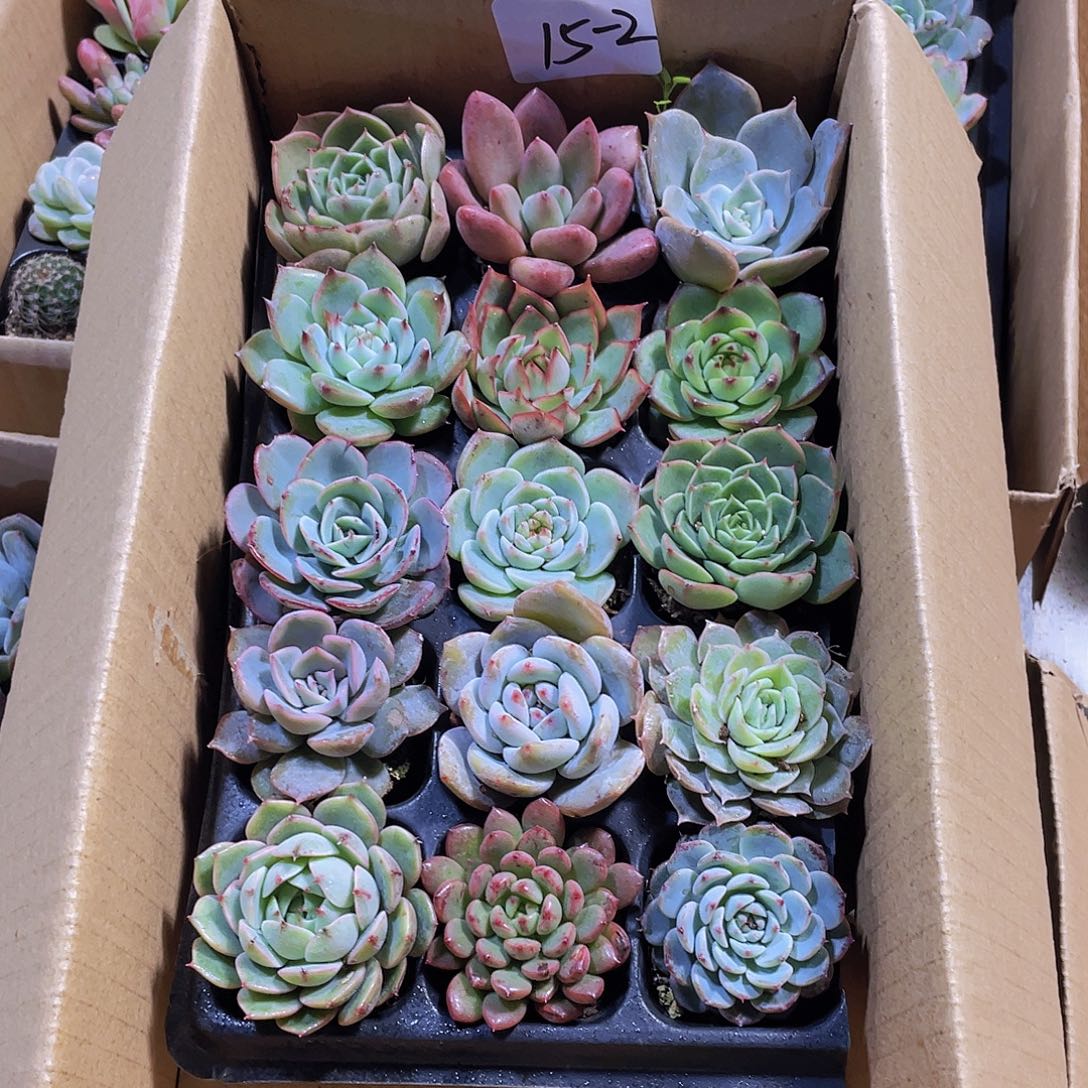 15颗-2号约4-5厘米