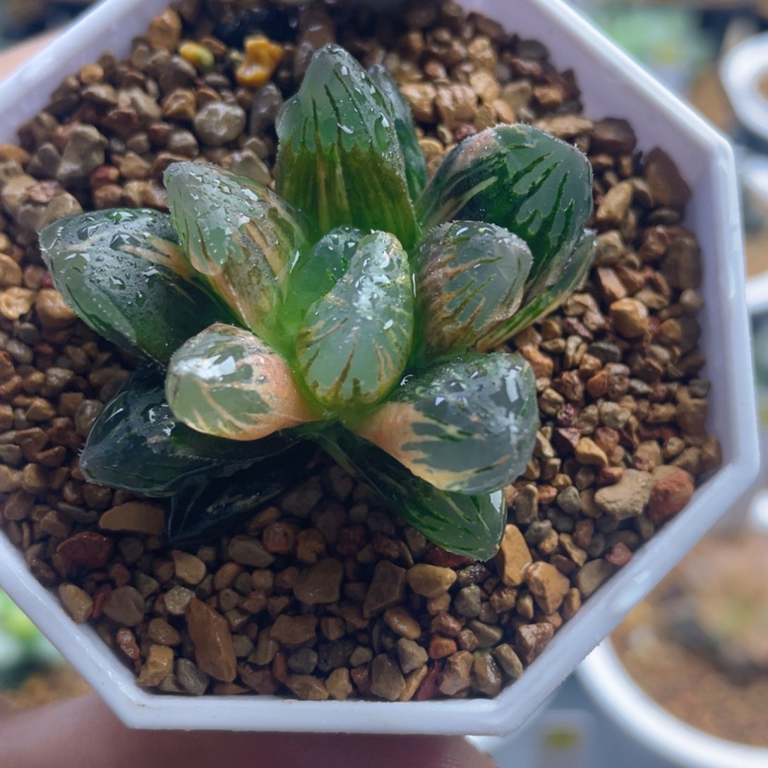 20.十二卷多肉黑葡萄玉露锦。