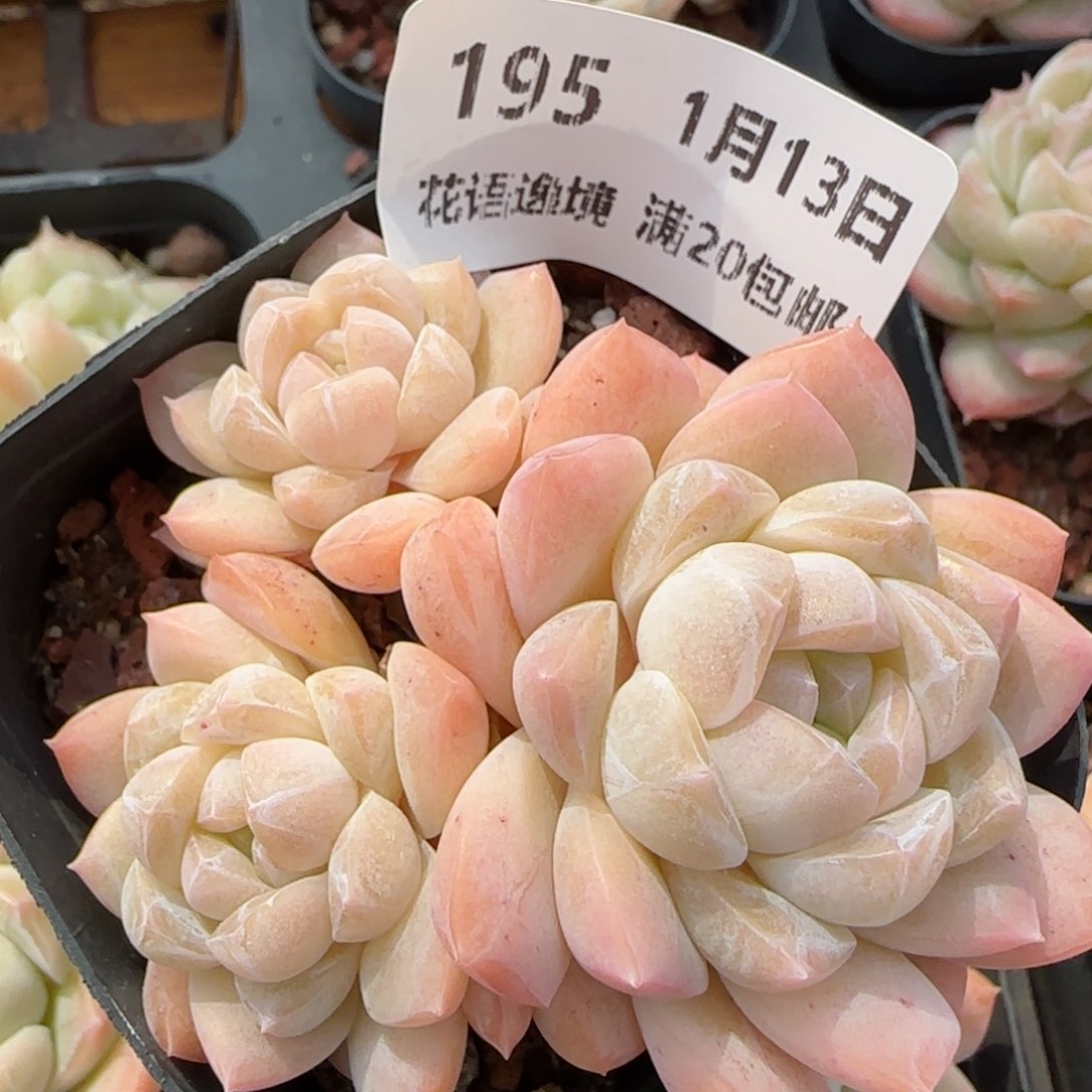 花语逸镜0113-195