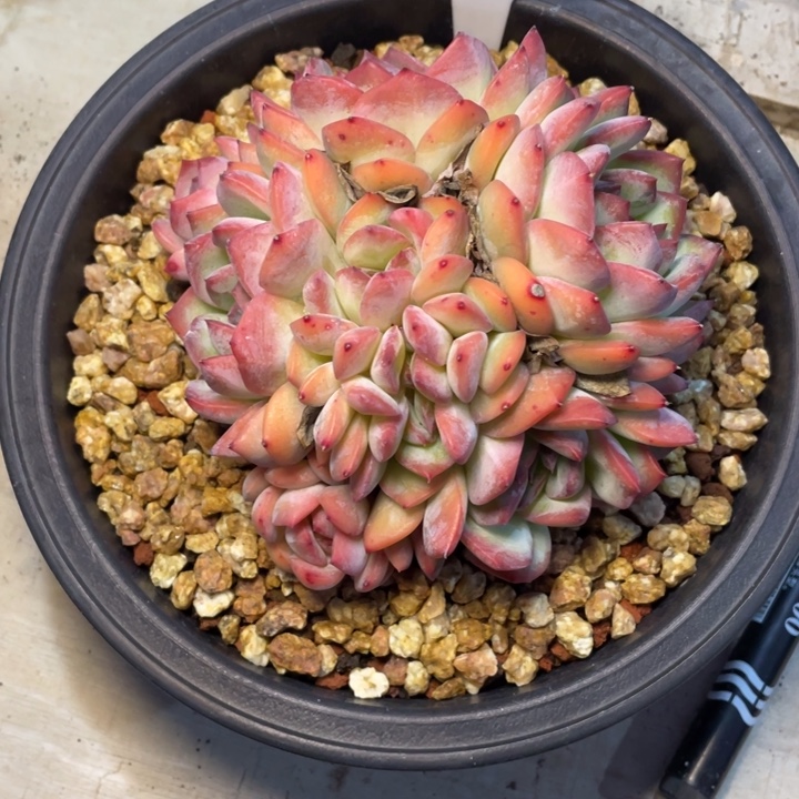 多肉卡哇伊红尘红尘