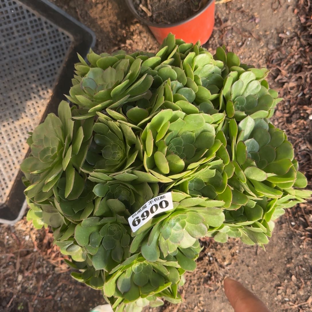 法师万圣节6900 19-7