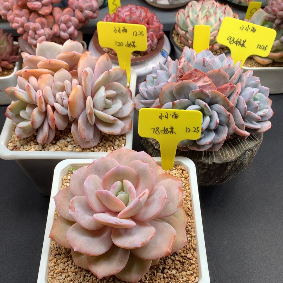 小***雨我们家的小仙女们