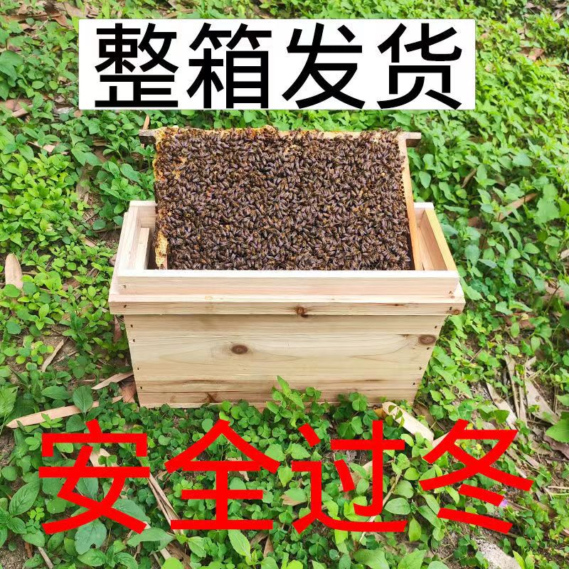 中华蜂带箱带王整箱包邮蜂群适合养殖