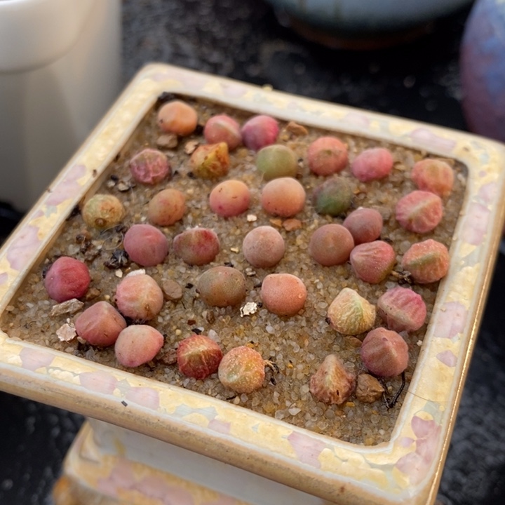 姬空蝉一颗 姬空蝉一颗