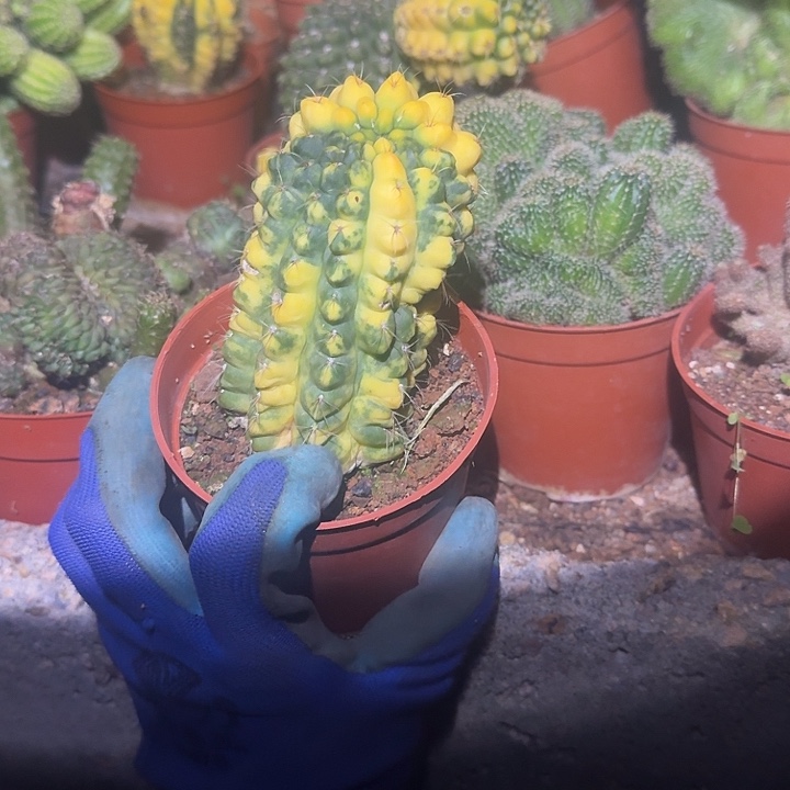 如***！全部花朵菲花玉哈哈哈哈