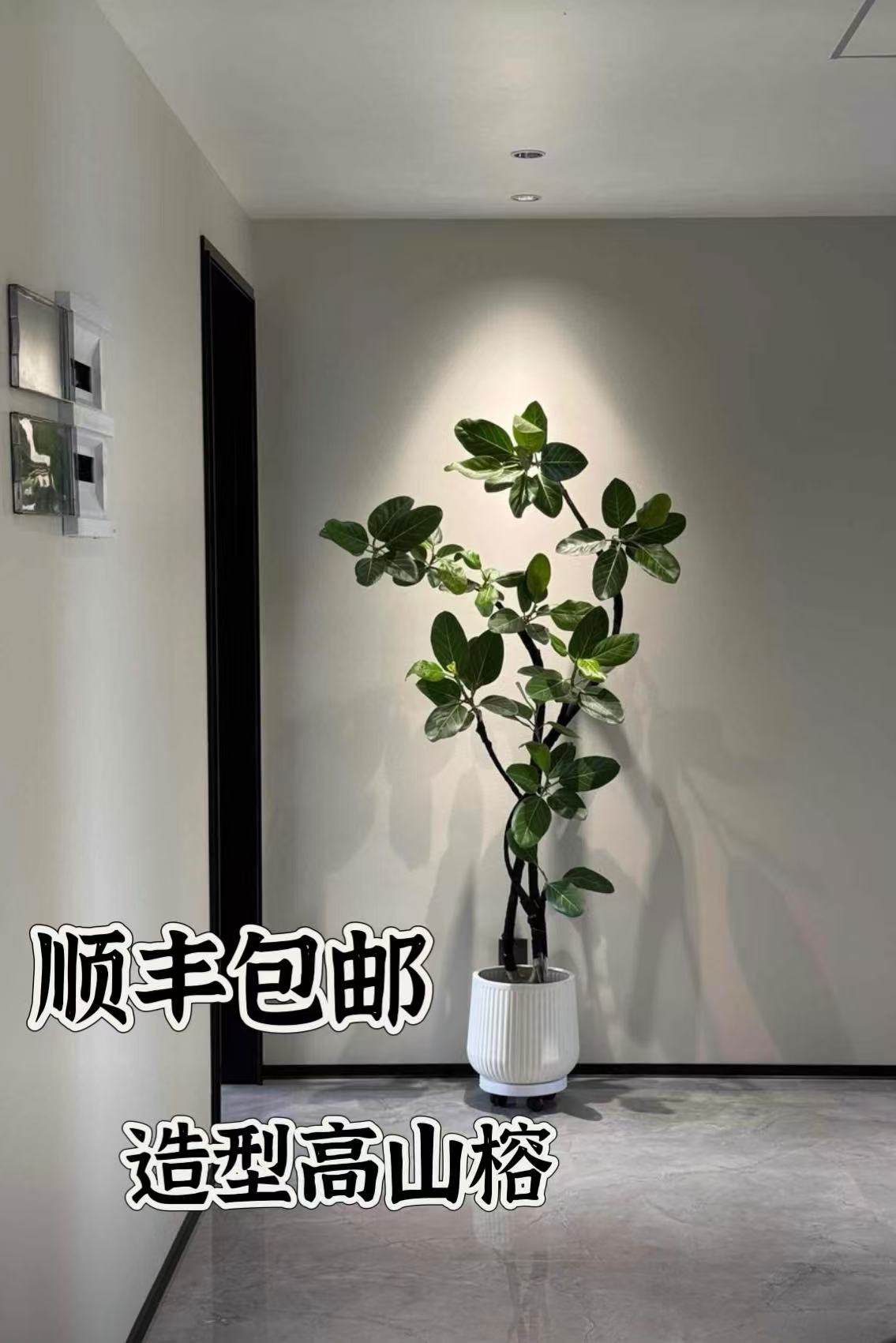 高山榕青叶盆栽大型室内客厅落地好养绿植孟加拉榕