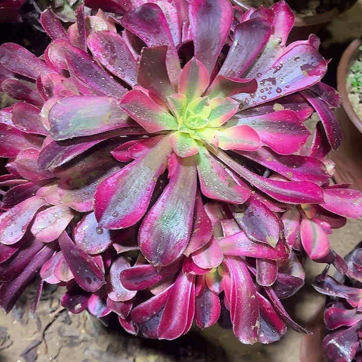 美杜莎一棵脱土发货9.9