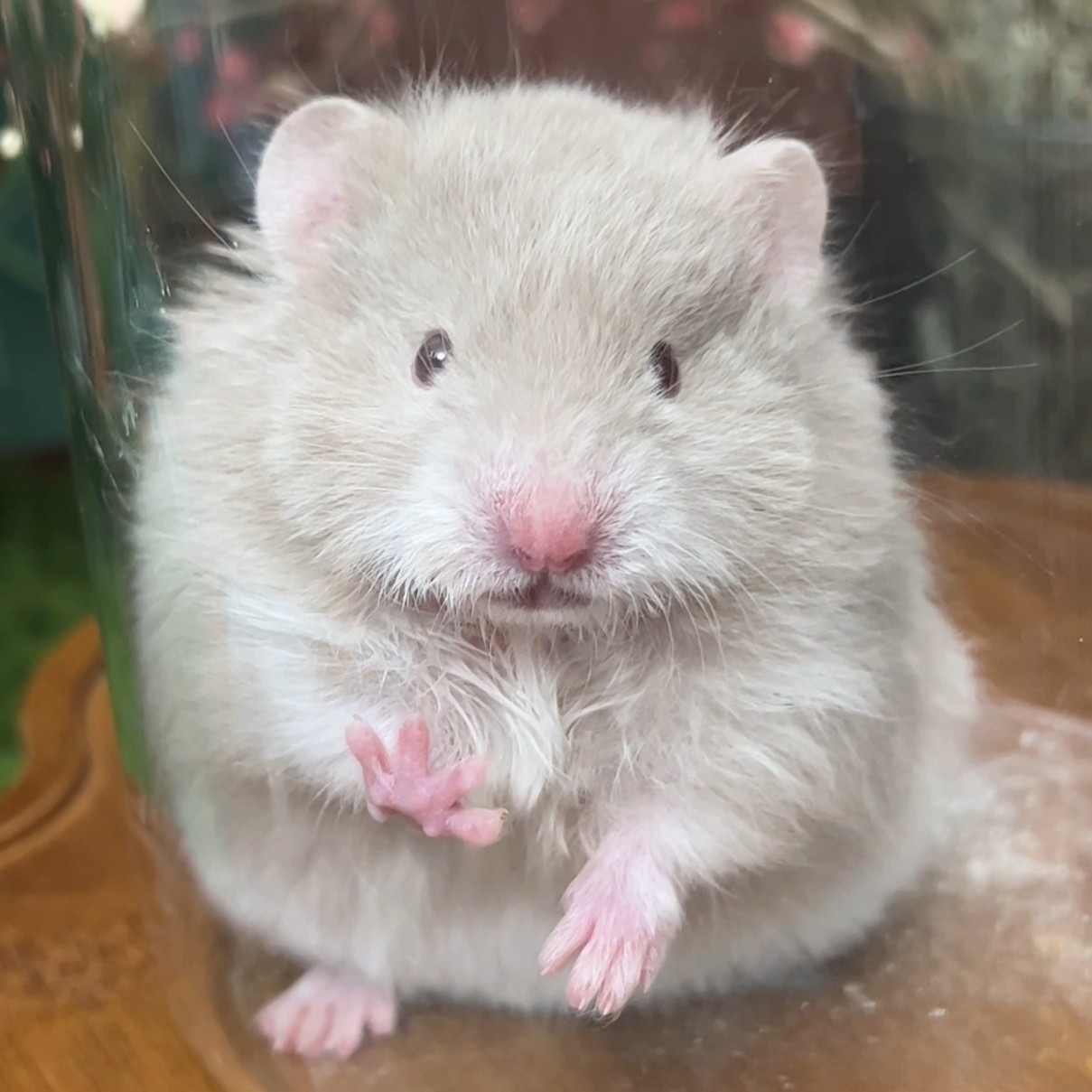 家养卷毛特价萌宠金丝熊