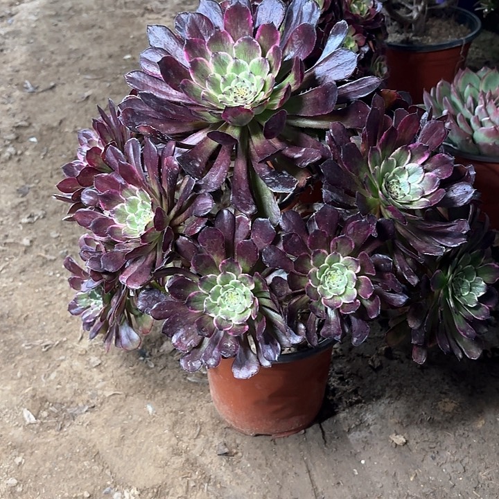 多肉植物黑金刚93