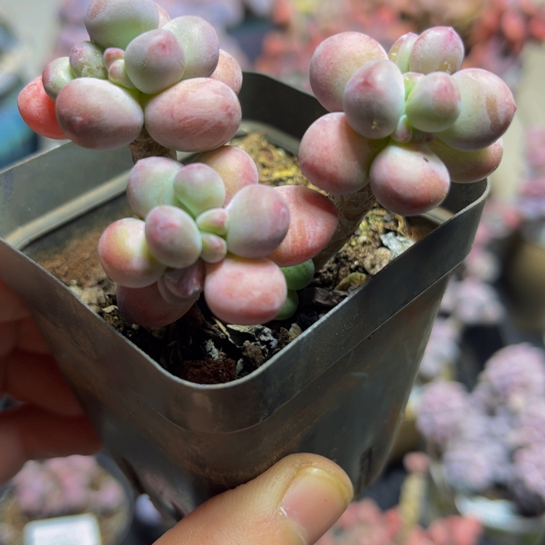 1035苹果奶7厘米多肉