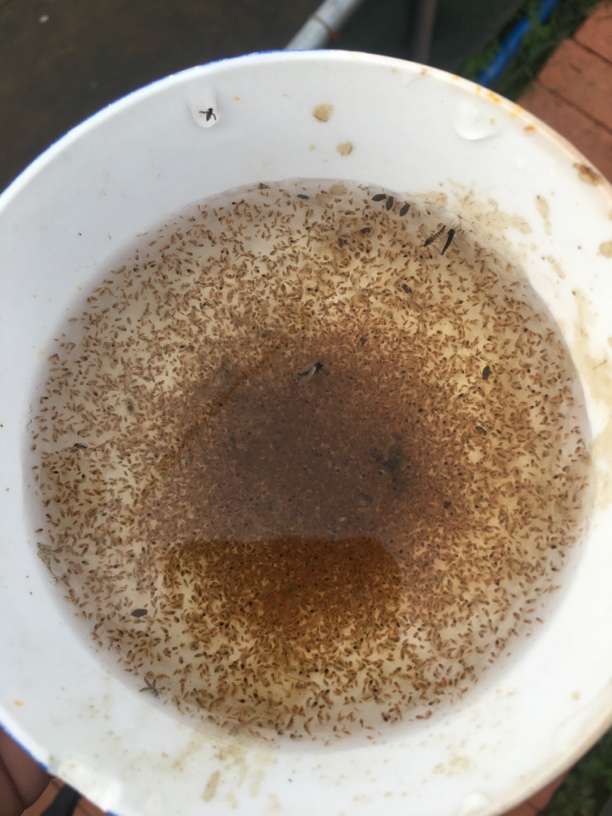 金鱼开口活体水蚤饲料