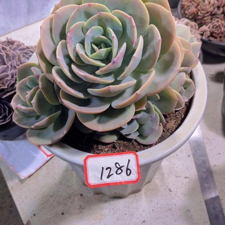 ?1286白风多肉植物