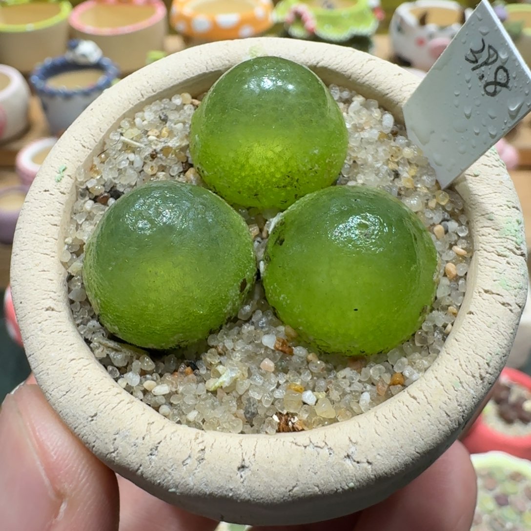 蘑菇1229灯泡多肉植物