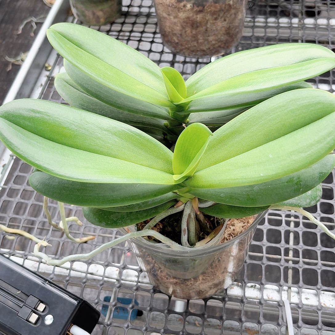 无花朵小白2颗高品质