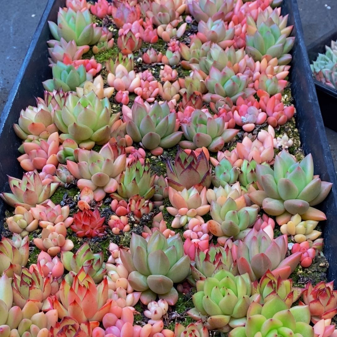 341多肉植物保护研究所所长助理研究员等