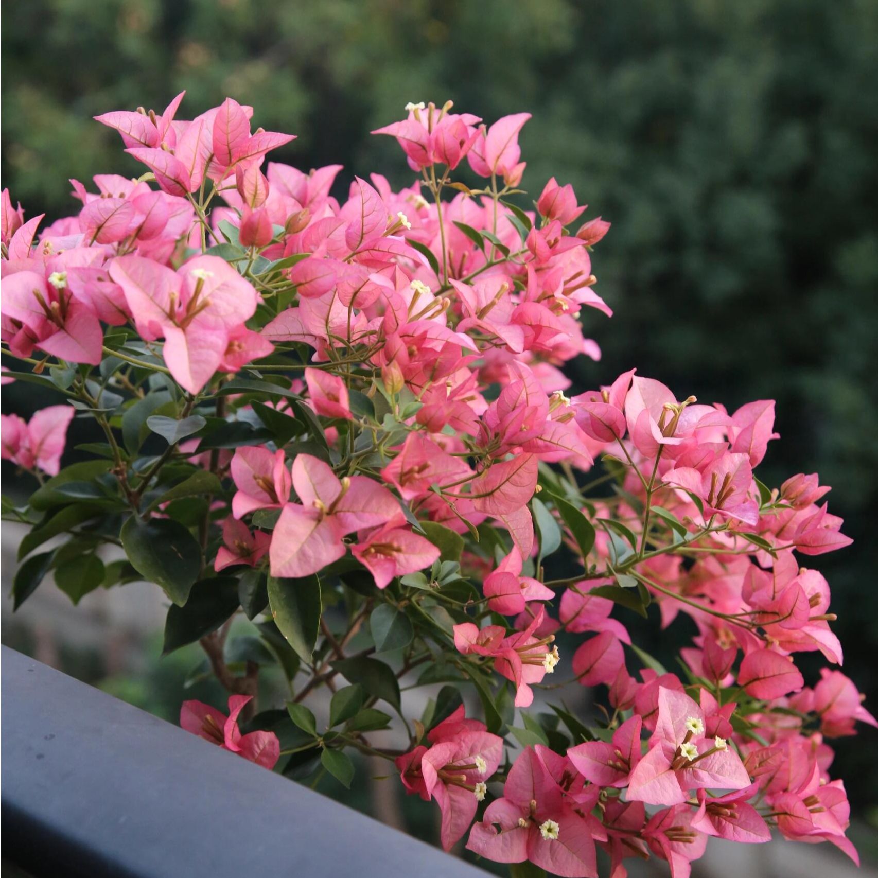 【卡亚塔】开花机器三角梅阳台庭院爬藤四季开花勤花带花基地发货