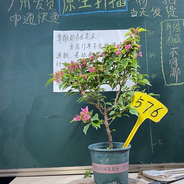 当前无花栽培后可以开花粉狐狸576