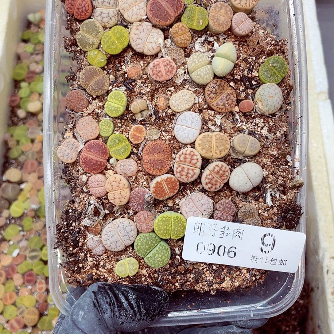 生石花18包邮0906-9