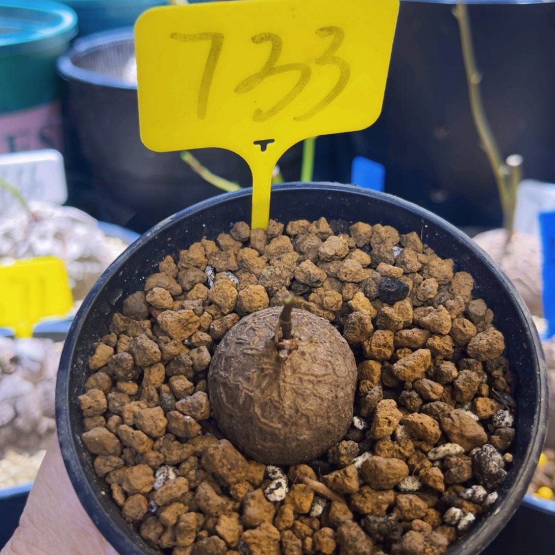 733龟甲龙3.2cm8788789
