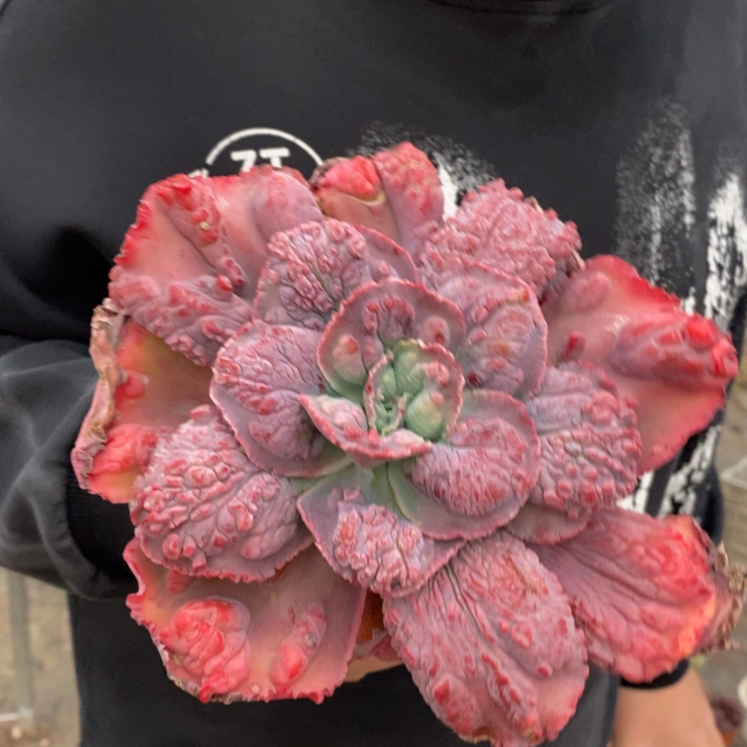 狂野男爵大单头老桩