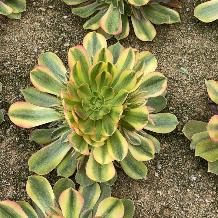 雅典娜锦多肉量拍