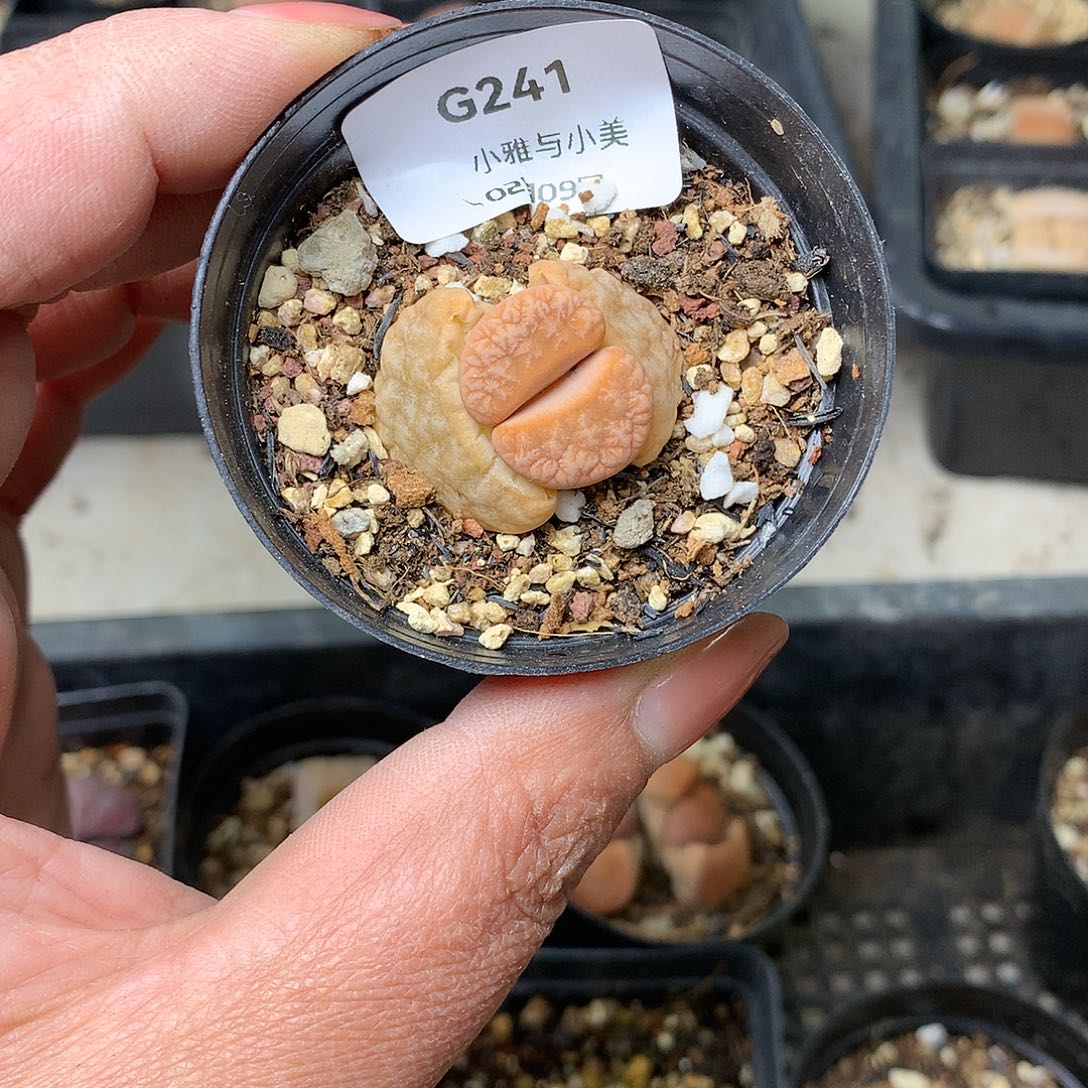 G241多肉植物保护