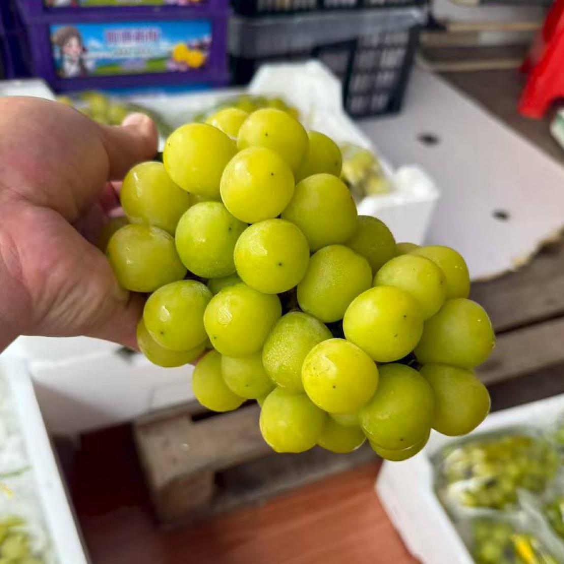 阳光玫瑰葡萄500g广西壮族自治区