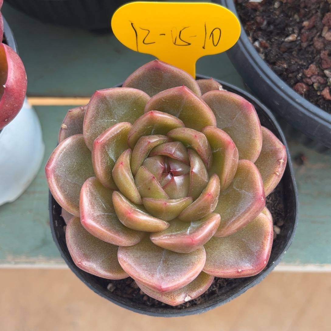 12-05-10蓝水鬼多肉植物