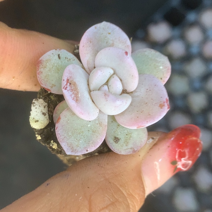 雪莲10颗。（满9.99包邮不满9.99发叶子）