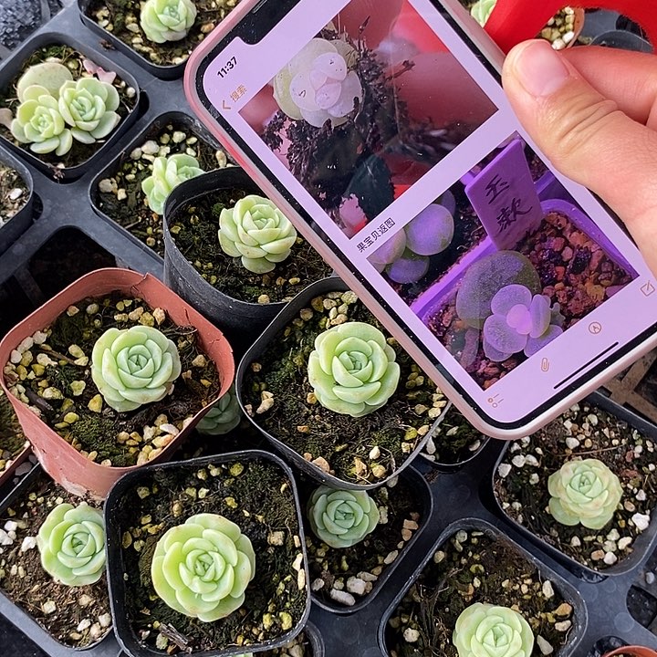 上盆玉漱一个多肉