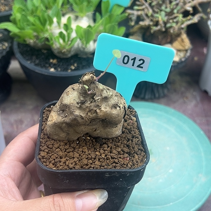 一叶龟产地多肉植物