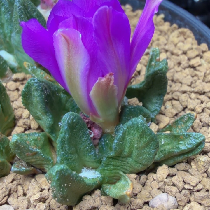 巴索的大型矮肥短叶龙