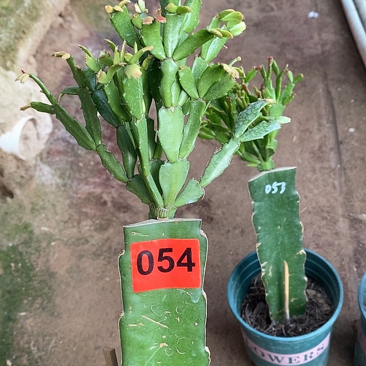 无花朵爱*婆053，054号新疆不包邮