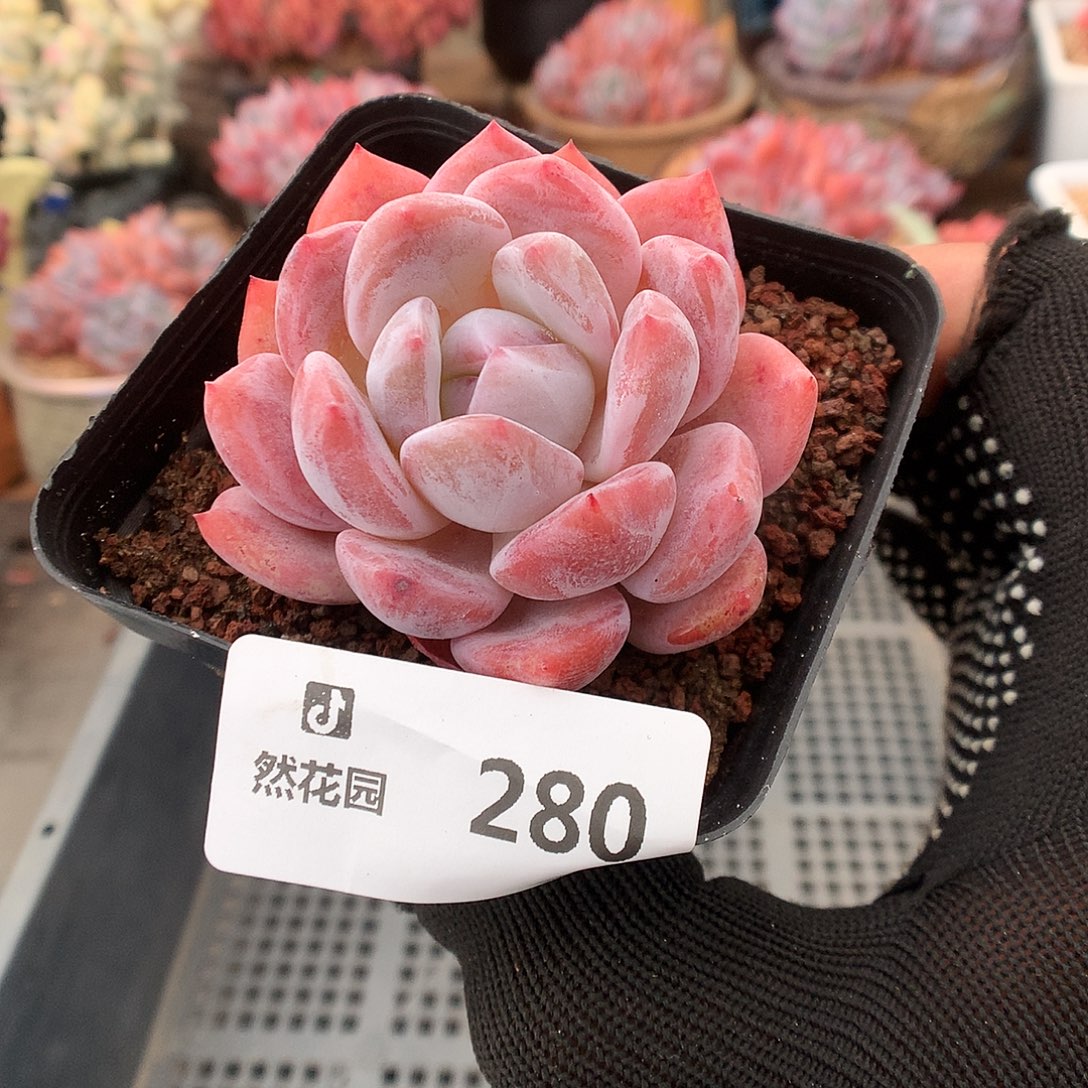 280日本雪天使多肉植物